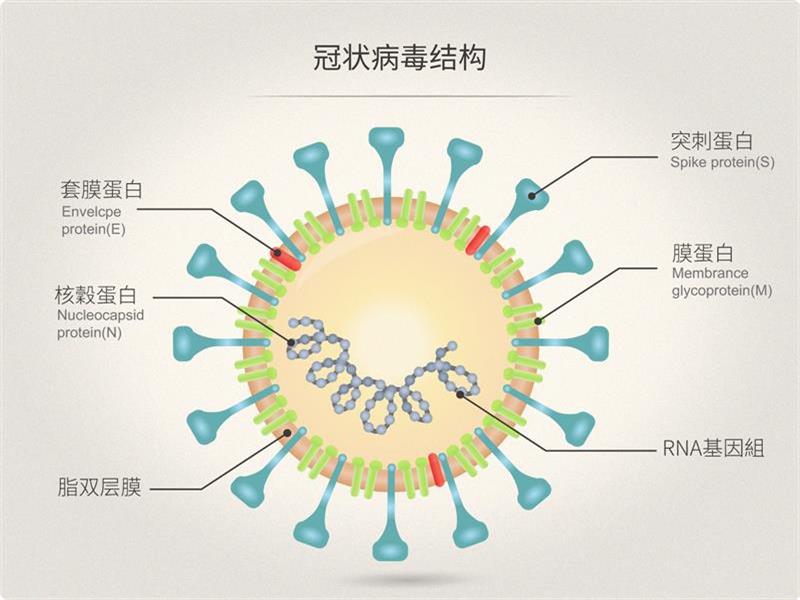 2019 新型冠状病毒