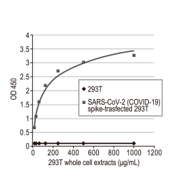 SARS-CoV-2 (COVID-19) Spike S1 antibody [HL1]