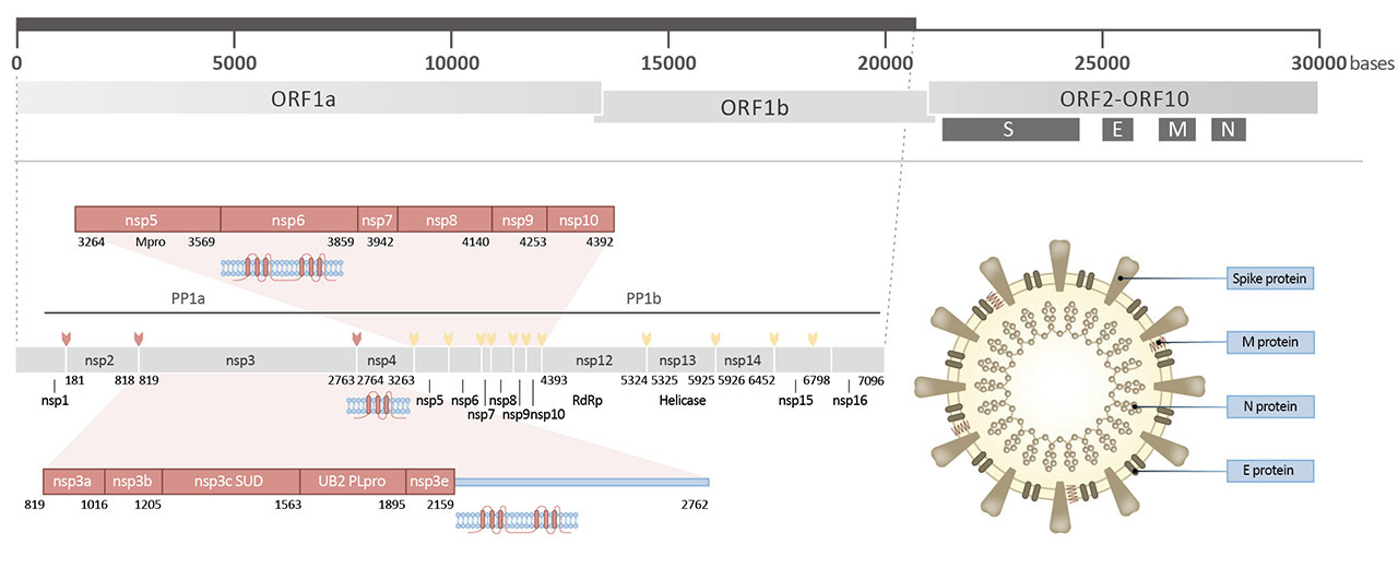 SARS-CoV-2 Genome and Protein Functions