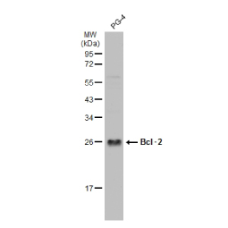 Bcl-2 antibody-VetSignal™ (GTX134923)