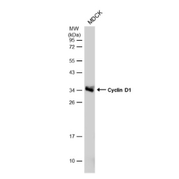 Cyclin D1 antibody-VetSignal™ (GTX134959)