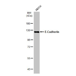 E-Cadherin antibody -
VetSignal (GTX135001)