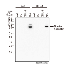 Zika virus NS3 protein antibody (GTX133309)