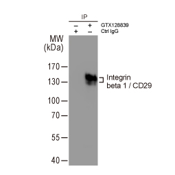 Integrin beta 1 / CD29 antibody (GTX128839)
