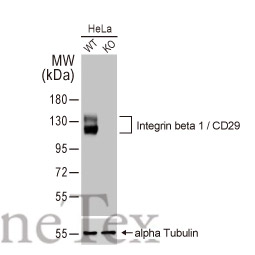 Integrin beta 1 / CD29 antibody [HL1255] (GTX636657)
