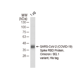 SARS-CoV-2 (COVID-19) Spike RBD Protein, Omicron / XBB variant, His tag (GTX138115-pro)