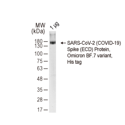 SARS-CoV / SARS-CoV-2 (COVID-19) spike antibody [1A9] (GTX632604)
