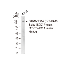 SARS-CoV-2 (COVID-19) Spike S2 antibody[HL237] (GTX635693)