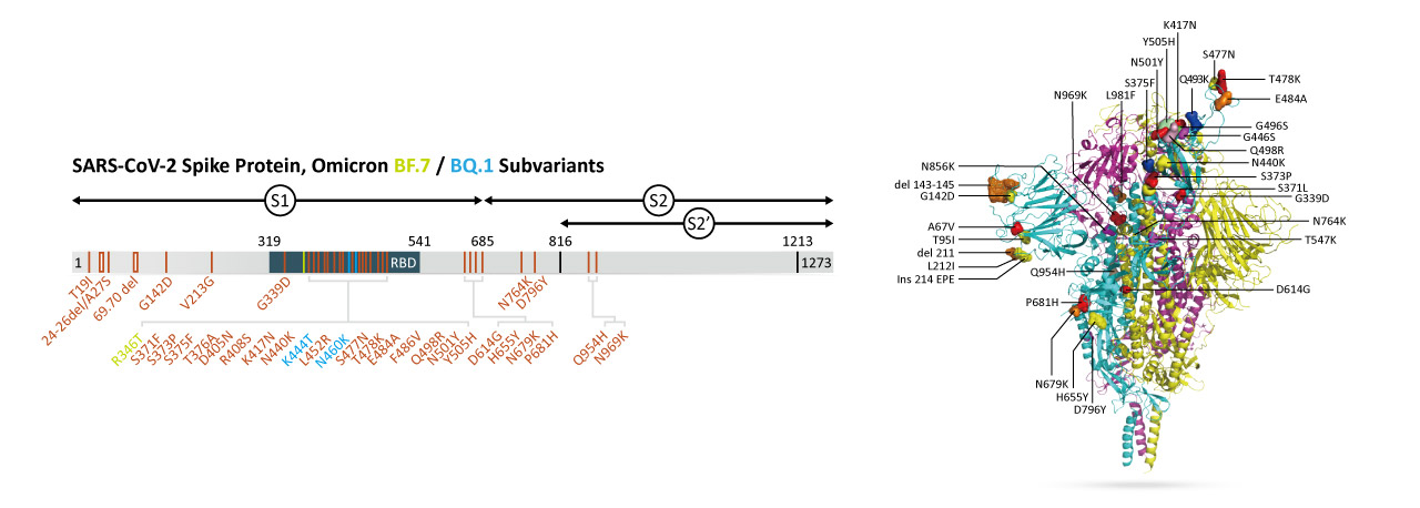 新冠病毒奥米克戎变异株BF.7/BQ.1/ XBB/XBB.1.5重组蛋白