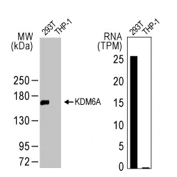 KDM6A antibody [HL2068] (GTX637972)