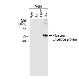 Zika virus Envelope protein antibody [GT363] (GTX634155)