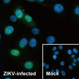 Zika virus NS5 protein antibody [HL2154] (GTX638132)