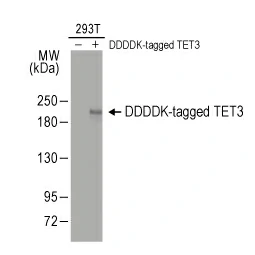 TET3 antibody [C3], C-term (GTX121453)