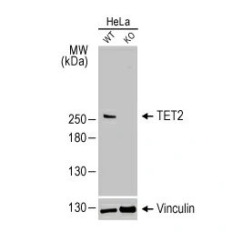 TET2 antibody [HL2822] (GTX640093)
