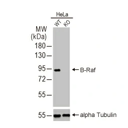 B-Raf antibody [HL1606] (GTX637085) 