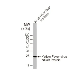 Yellow Fever virus NS4B Protein antibody [HL2449] (GTX638767)