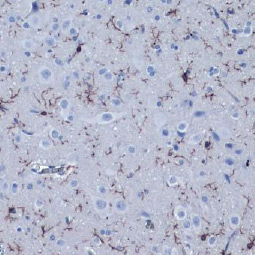 Iba1 antibody [HL22-MS]