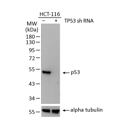 p53 antibody [DO1] 