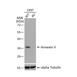 Annexin V antibody (GTX103250)