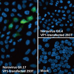 Norovirus VP1 antibody [HL2177] (GTX638181)(GII.17-specific)