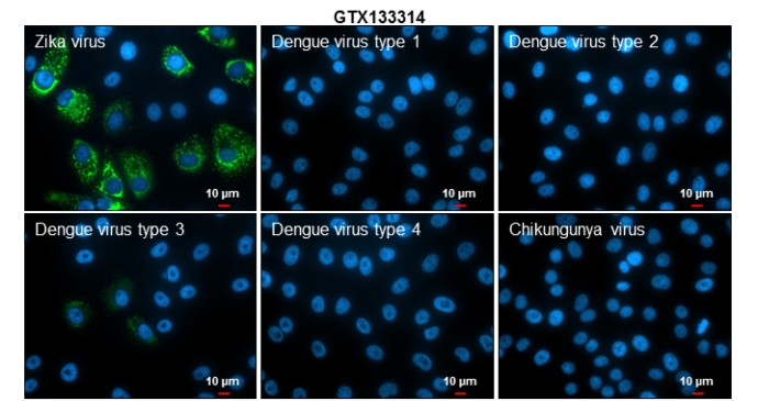 zika virus envelope protein抗体