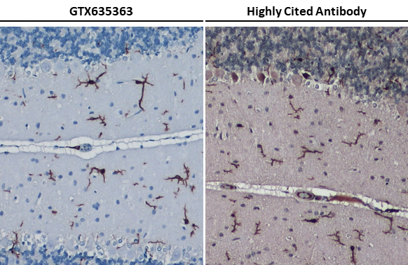 anti-iba1 antibody[hl22 used in ihc(paraffin sections(ihc-p