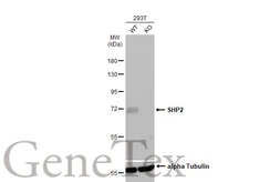Anti-SHP2 antibody used in Western Blot (WB). GTX101062