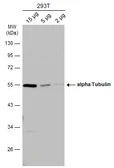 Anti-alpha Tubulin antibody used in Western Blot (WB). GTX102078
