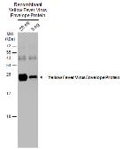 yellowfevervirusenvelopeprotein抗体