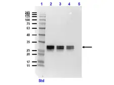 Anti-GFP antibody [9F9.F9] used in Western Blot (WB). GTX21218