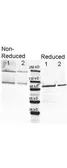 Anti-beta Galactosidase antibody (FITC) used in Western Blot (WB). GTX26641