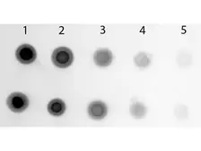 Anti-Cyanine antibody (AP) used in Dot blot (Dot). GTX27242
