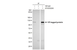 Anti-V5 tag antibody [GT1078] used in Immunoprecipitation (IP). GTX635260