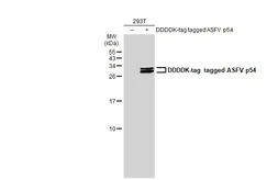 Anti-ASFV p54 antibody [GT1075] used in Western Blot (WB). GTX635691