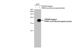 Anti-PRRS virus Nucleocapsid protein antibody [HL2046] used in Western Blot (WB). GTX637947