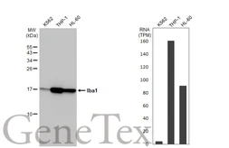 Anti-Iba1 antibody [HL1880-MS] used in Western Blot (WB). GTX638147