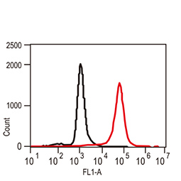 CD81 antibody