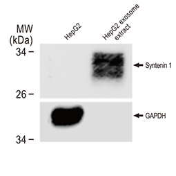 Syntenin 1 antibody [GT1523]