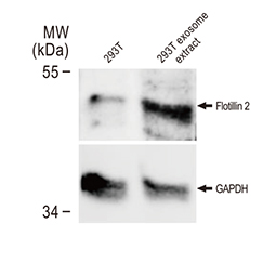 Flotillin 2 antibody [C3], C-term