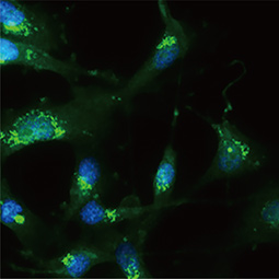 RAB35 antibody [N1C3]