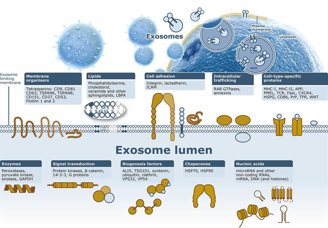 Exosome/Microvesicle Markers