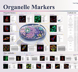 细胞器标记