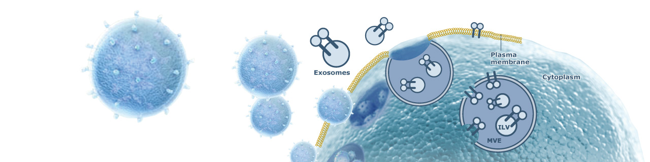 Article Alert: Improving cancer immunotherapy efficacy may depend on targeting exosomes bearing the immune checkpoint protein PD-L1