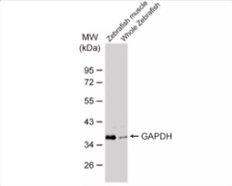 GAPDH antibody [GT239] (GTX627408)
