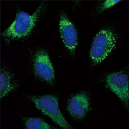 GRP94 antibody (GTX103232)