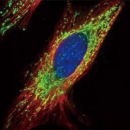 COX4 antibody (GTX114330) 