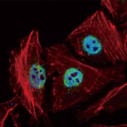 HDAC1 antibody (GTX100513)