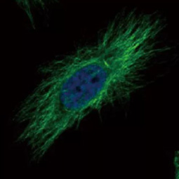 alpha Tubulin antibody (GTX102078)