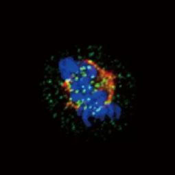 Hec1 antibody [9G3.23] (GTX70268)