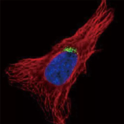 GOLGA5 antibody [N2C2], Internal (GTX104255)